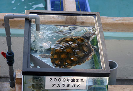 人工孵化で誕生した名古屋生まれのアカウミガメ
